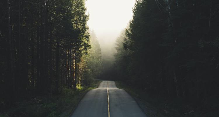 Camino pavimentado y solitario atravesando un denso bosque de coníferas envuelto en niebla