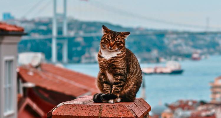 Un gato atigrado sentado con orgullo en una repisa de ladrillo con el Bósforo y el puente desenfocados al fondo.