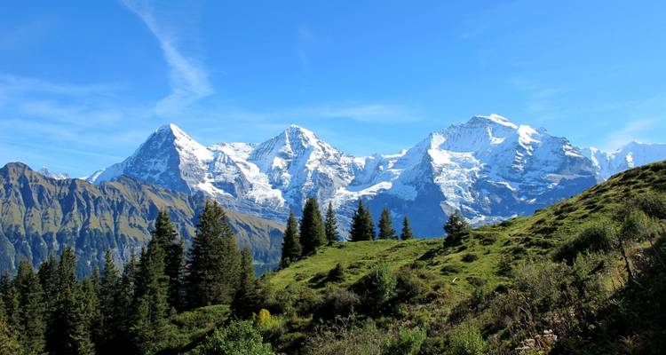Snow-clad peaks of the Eiger, Mönch and Jungfrau above grassy alpine meadow and pine trees