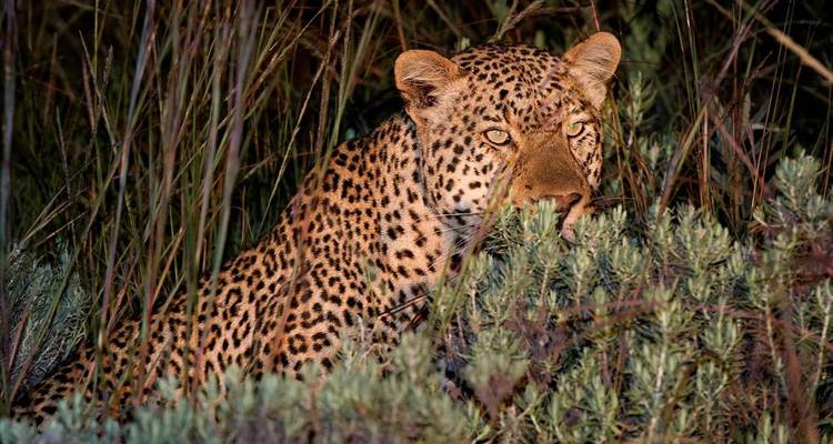 Leopard with intense gaze crouches partly hidden among tall grass at dusk.
