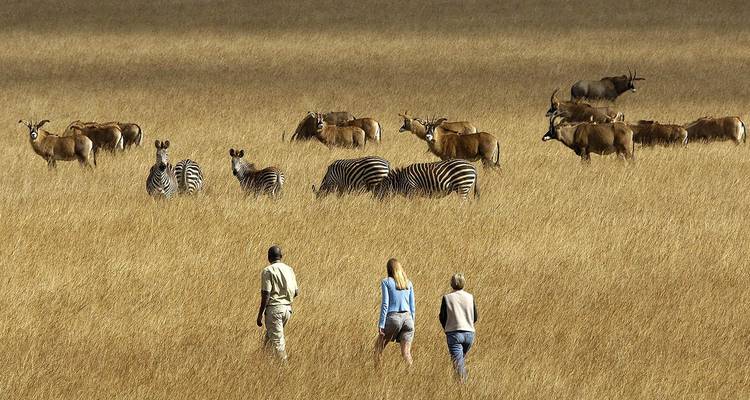 Three travellers walk through tall golden grass close to herds of zebras and antelope on an open savanna plain.