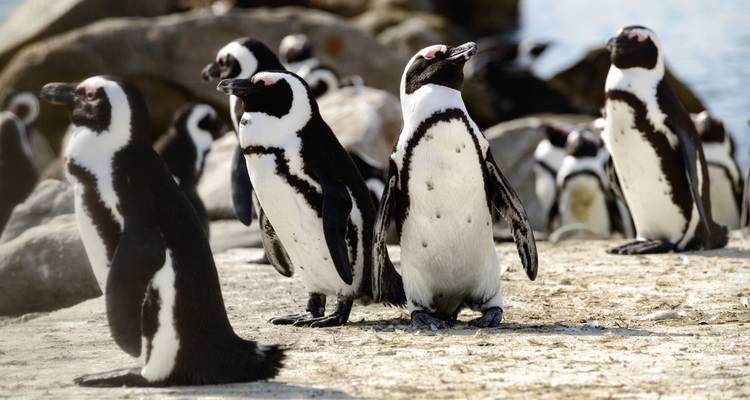 Colony of African penguins standing on a rocky shoreline near the ocean.