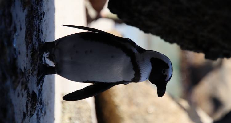 Silhouetted penguin standing in deep shade between boulders on a beach.