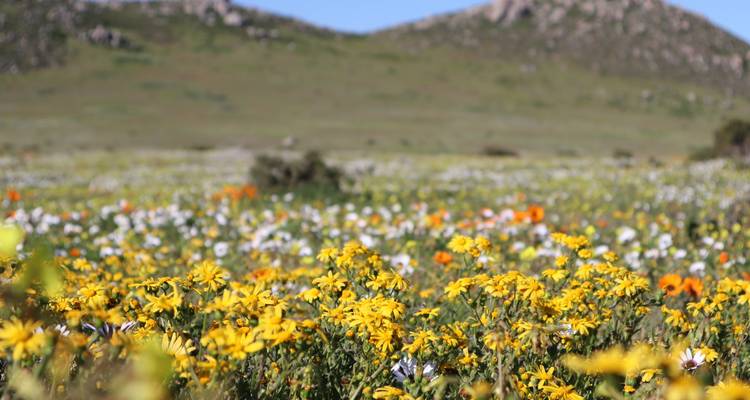 Vibrant field of yellow and white wildflowers with gentle hills in the background under clear skies.