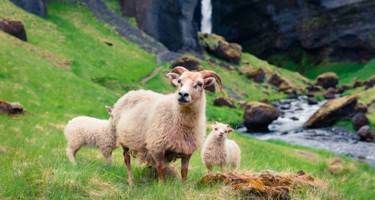 Gruppe isländischer Schafe, die auf saftig grünem Gras stehen, mit einem felsigen Bach und einem Wasserfall im Hintergrund.