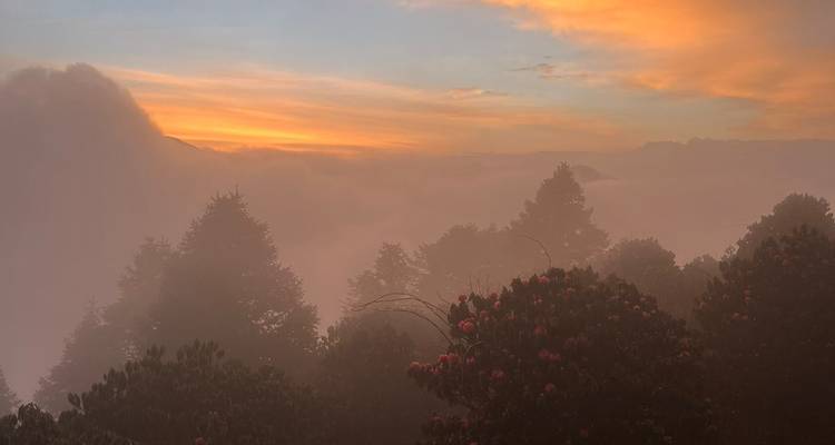 Bosque brumoso y rododendros en flor brillan bajo un cielo de amanecer en tonos pastel