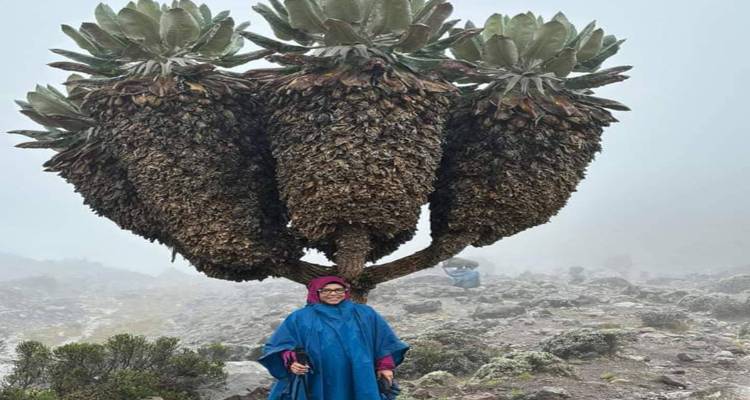 Een in een poncho geklede trekker staat onder een enorme reuzenkovergeel in mistige hooggebergteomgeving.