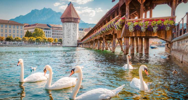Zwanen gevulde rivier naast Luzerns bloemversierde Kapelbrug met bergachtergrond.