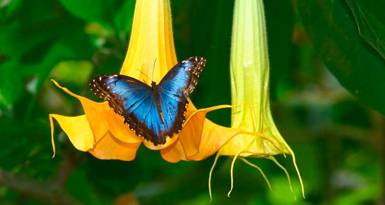 Glänzend blauer Morpho-Schmetterling, der auf einer gelben Engelstrompete in üppigem Grün sitzt.