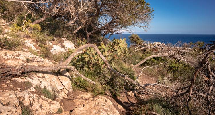 Terres côtières arbustives avec sol rocheux, cactus et la mer bleu profond au-delà