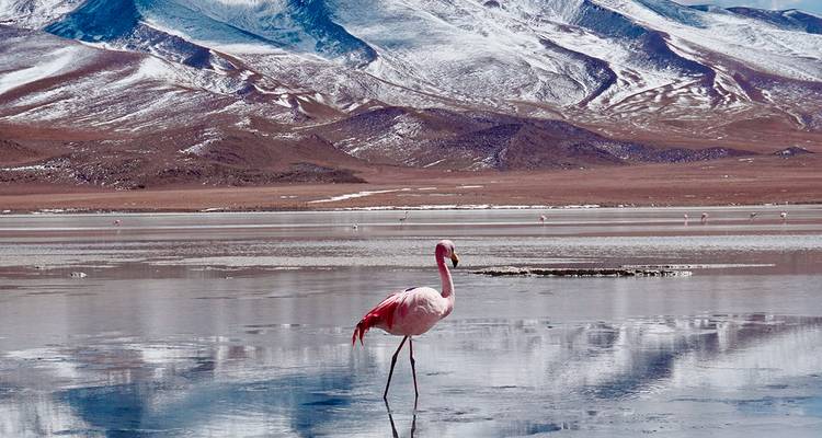 Rosa Flamingo, das in einer reflektierenden Andenseenlandschaft watet und von schneebedeckten Bergen umgeben ist.