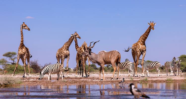 Giraffen, Zebras, Kudus und Vögel versammeln sich an einem spiegelnden Wasserloch unter einem klaren blauen Himmel.
