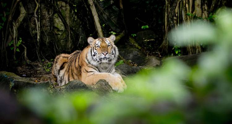 Tigre du Bengale au repos, vigilant, sur un rocher à l'ombre de la jungle dense.