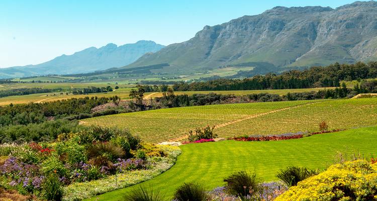 Exuberantes viñedos verdes y jardines paisajísticos con un dramático telón de fondo montañoso en la región vinícola de Stellenbosch.