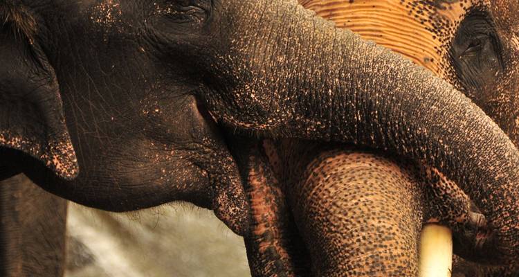 Gros plan détaillé de deux éléphants se touchant la trompe, mettant en évidence la peau texturée et l'ivoire