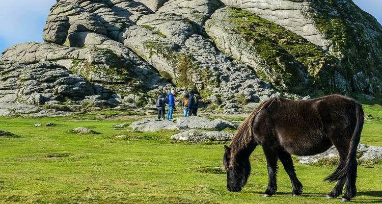 Wildes Dartmoor-Pony grast vor aufragenden Granitfelsen mit Wanderern in der Ferne