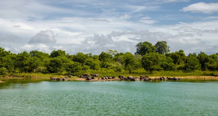 Un troupeau d'éléphants sauvages se rafraîchit à un point d'eau vert et tranquille entouré d'une jungle luxuriante.