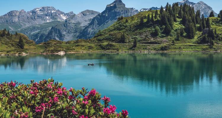 Lago alpino cristalino que refleja montañas escarpadas, con flores rosas en flor en primer plano.