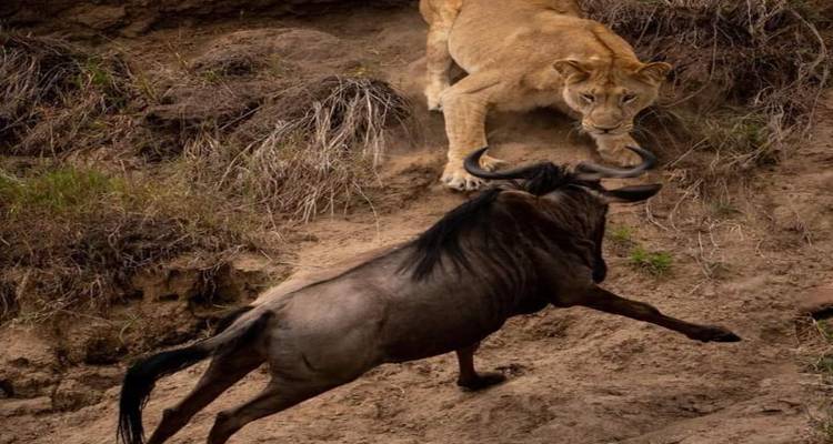 Plan d'action d'un lion attaquant par surprise un gnou en fuite sur une rive fluviale poussiéreuse.