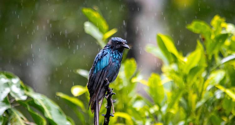 Pájaro azul oscuro posado en una rama durante una lluvia ligera con follaje verde suavemente desenfocado al fondo