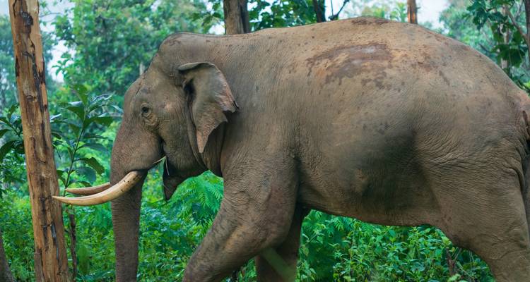Gran elefante asiático con largos colmillos de marfil caminando por un denso bosque verde