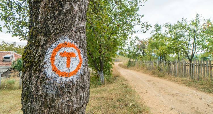 Nahaufnahme eines orangefarbenen Via-Transilvanica-Wegzeichens, das auf einen Baum neben einer staubigen Landstrasse mit Zaeunen und Obstaengaerten gemalt ist.