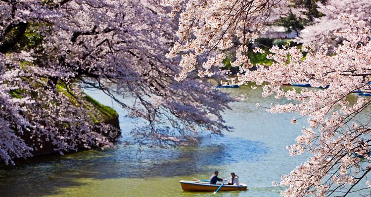 Couple naviguant en bateau jaune sous des fleurs de cerisier retombantes sur une eau calme.