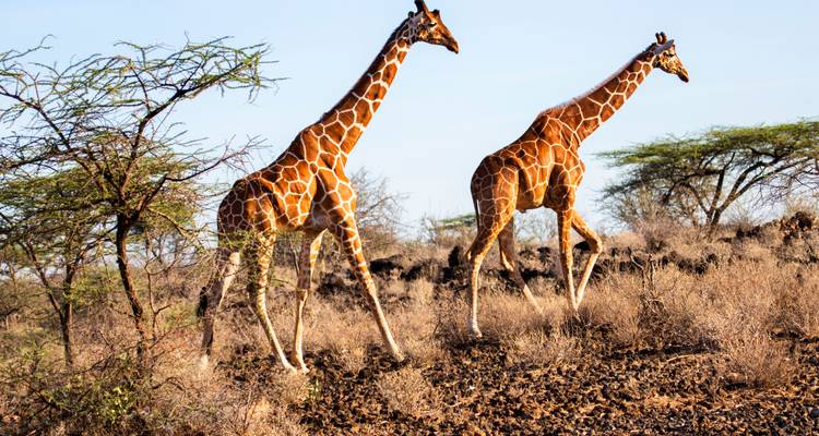Twee netgiraffen stappen over droge scrublands vol acacia's onder een heldere hemel.