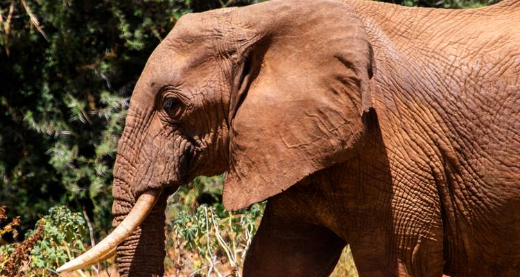 Close-up profiel van een Afrikaanse olifant met getextureerde huid en gebogen slagtand tegen een bladrijke achtergrond.
