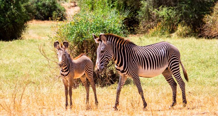 Een volwassen zebra en haar veulen staan alert in droge graslanden met struiken in het felle zonlicht.