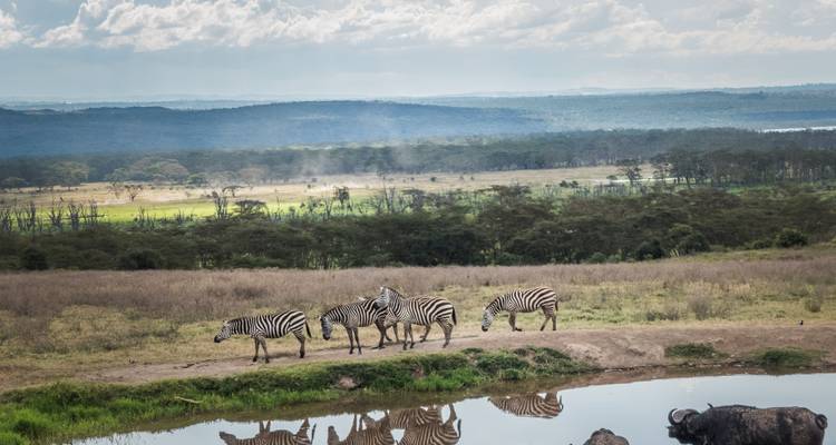 Las cebras beben en un abrevadero con sus reflejos visibles, mientras la sabana se extiende hacia colinas distantes.