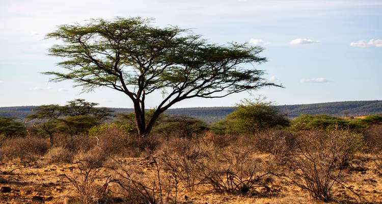 Un solitario árbol de acacia se eleva desde la maleza árida bajo un cielo azul despejado en la sabana africana.