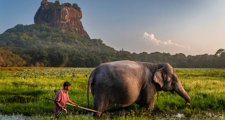Un mahout guía a un elefante a través de los pantanos con la icónica Roca de Sigiriya elevándose detrás de ellos.