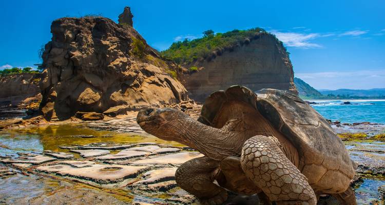 Riesige Galápagos-Riesenschildkröte ruht auf felsigen Gezeitenflats mit dramatischen Küstenklippen im Hintergrund.