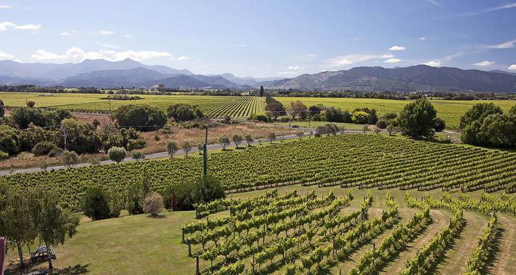 Reihen grüner Reben erstrecken sich über flache Marlborough-Weinberge, die von nebligen Gebirgsketten begrenzt werden.
