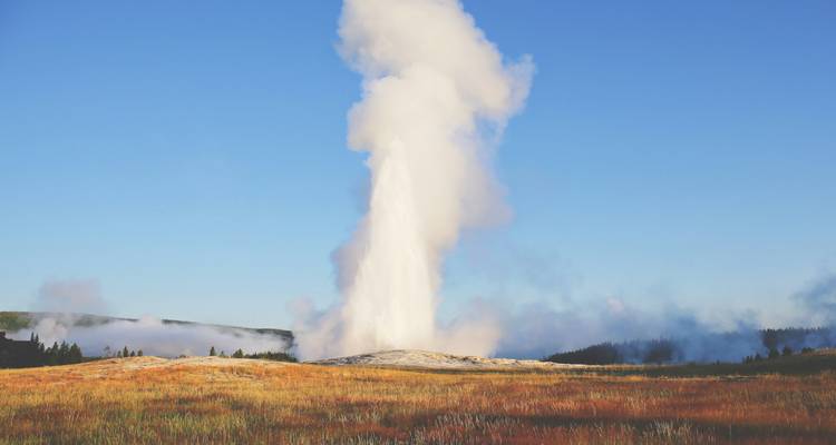 El géiser Old Faithful erupciona con fuerza hacia un cielo azul despejado sobre los dorados prados de pastizales.