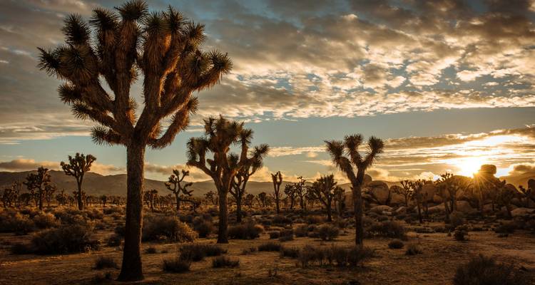 Gesilhouetteerde Joshua-bomen in een uitgestrekt woestijnlandschap onder dramatische goudkleurige zonsondergangswolken.