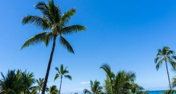 Des palmiers luxuriants se balançant sous un ciel bleu tropical brillant avec une vue sur l'océan turquoise.