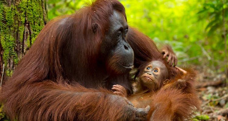 Orangután madre acunando a su bebé juguetón en la exuberante selva tropical de Borneo