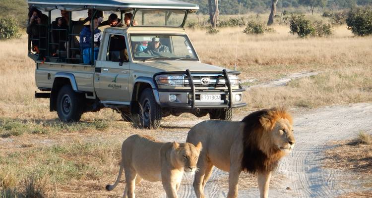 Open safari vehicle stops as two lions stride across dusty track in golden grassland.