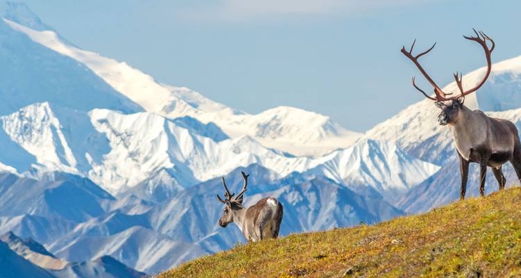 Dos caribúes salvajes están de pie en una ladera alpina con la Alaska Range cubierta de nieve y el Denali elevándose detrás.