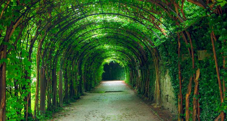 Túnel verde y frondoso de ramas entrelazadas que forma un tranquilo paseo de jardín.