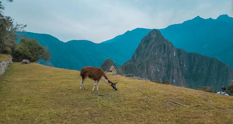 Een lama die graast op een grasterras met de ruïnes van Machu Picchu en de piek van Huayna Picchu op de achtergrond.