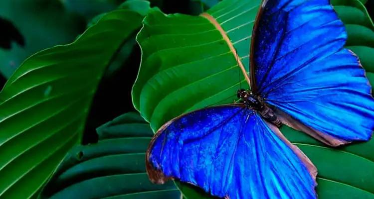 Close-up van een levendige blauwe morphovlinder die op een weelderig groen jungleblad rust.