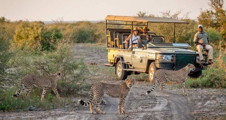 Vehículo de safari abierto con turistas observa a un grupo de guepardos caminando por la sabana.