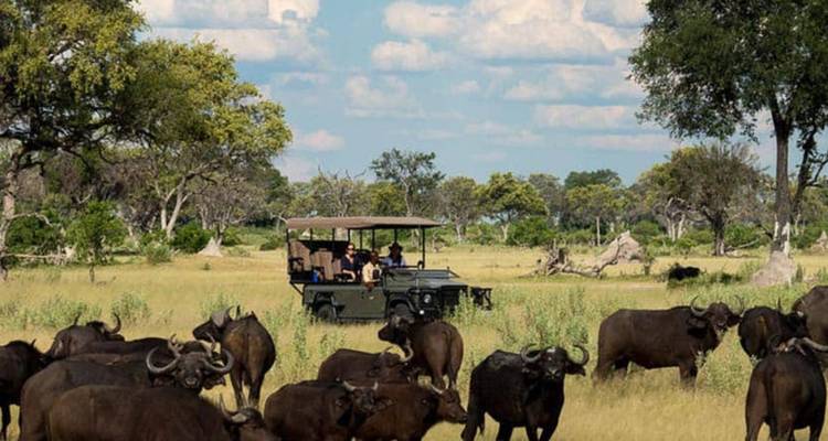 Vehículo de safari abierto observando un gran rebaño de búfalos del Cabo pastando en una sabana herbosa salpicada de árboles
