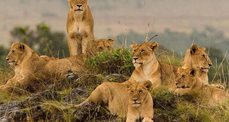 Grupo de leones descansando en un prado rocoso bajo una lluvia ligera con colinas suaves de fondo