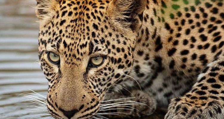 Leopardo bebiendo agua con detalles vívidos de sus ojos, bigotes y patrones de manchas en forma de roseta
