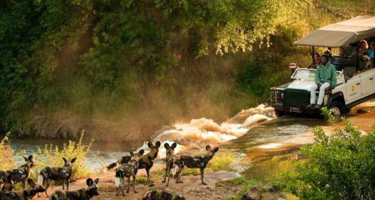 Camión de safari cruzando un río mientras una manada de perros salvajes africanos se reúne en la orilla