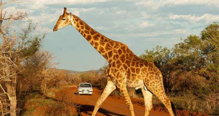 Jirafa caminando con confianza a través de un camino de tierra roja en la reserva de caza